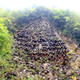 Illustration for article titled Chinese Beekeepers Actually Have a Good Reason for Hanging Hundreds of Beehives Off a Cliff
